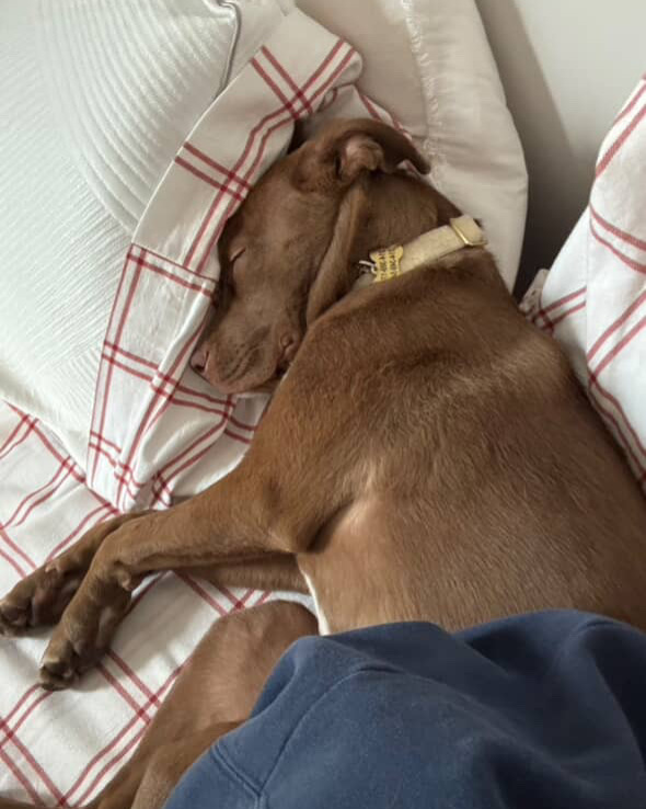 Meet Maple (@maplethedog25) \ud83d\udc3e, Maple is the puppy of Sophie and Reid, living her best life at Rise this year! From our view, Maple loves to lounge and soak up all the attention. If you see her around the building, don't forget to say hello! \ud83d\udc36\ud83d\udc9b\n\nAt Rise on 9th, we're proudly pet-friendly \u2014 we love welcoming our four-legged residents just as much as their humans! \ud83d\udc15\ud83d\udc3e\n\n